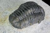 Reedops Trilobite - Foum Zguid, Morocco #84528-3